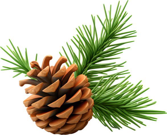 Christmas plant spruce and pinecone